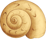 Sea shell 35